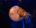 0408-1351 Melbourne aquarium (4085149)